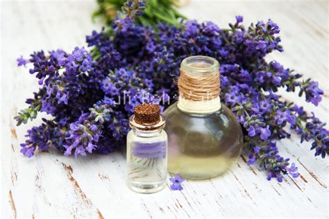 Organic Fine Lavender Essential Oil - Best Prices and Quality from No. VA