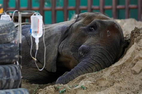 Deteriorating health of elephant Noor Jehan in Pakistan