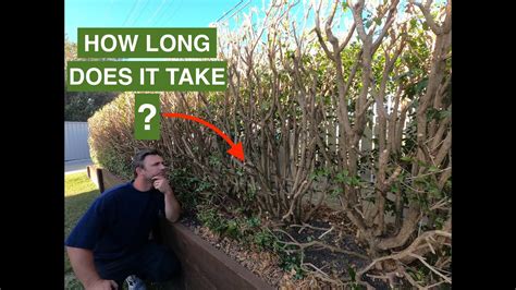 How long does a HEDGE (Murraya) take to GROW BACK? After a HARD PRUNE. - YouTube