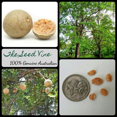 Limonia acidissima - Wood Apple - The Seed Vine