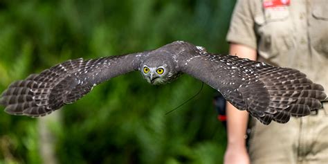 Barking Owl - Adelaide Zoo