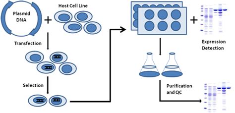 Transient Protein Expression Services - BiologicsCorp