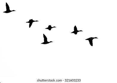 Flying Duck Silhouette