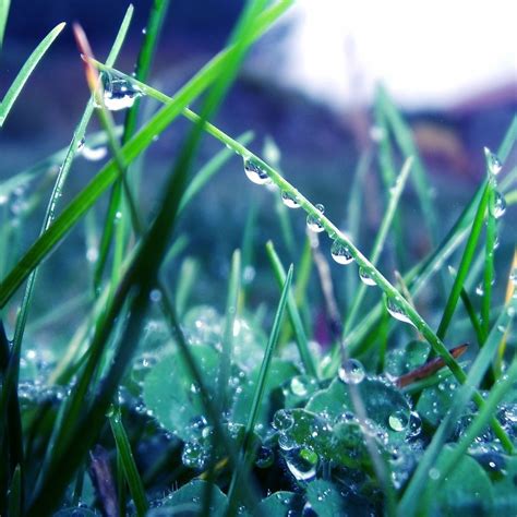 Grass morning dew drops light iPad Wallpapers Free Download