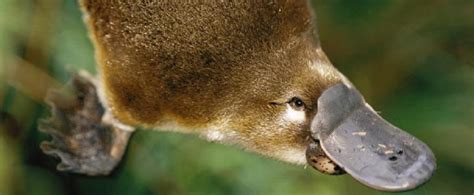 The Unexpected Healing Power of Platypus Venom - Trebuchet