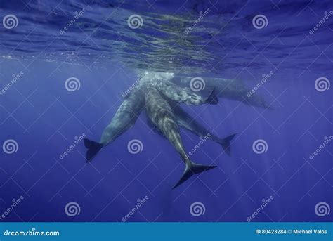 Sperm Whales Underwater stock photo. Image of danger - 80423284