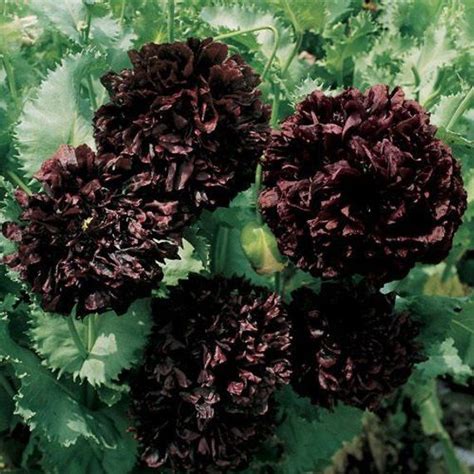 Black Peony Poppy Flower Seeds/papaver/annual 100 - Etsy | Poppy flower seeds, Flowers ...