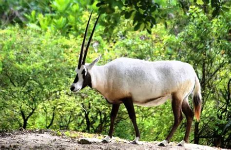 Oryx - Description, Habitat, Image, Diet, and Interesting Facts