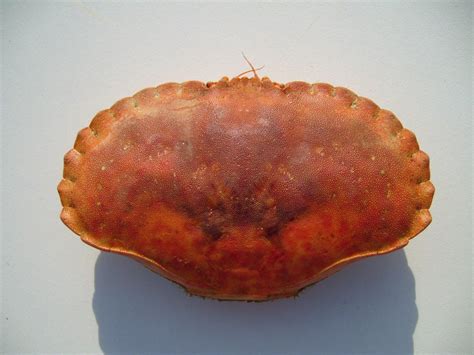 Free picture: large, edible, crab, carapace