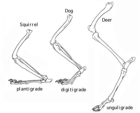 Squirrel Dog and Deer leg #anatomy #squirrel #dog #deer #leg | Dog ...