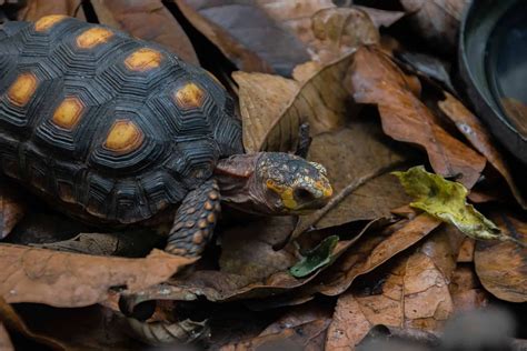 24 Types of Land Turtles (With Pictures) - Reptiles Hub