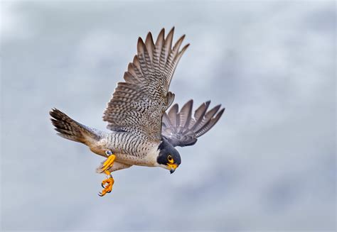 Flying Falcon Wallpapers