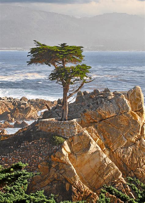 Lone Cypress - The icon of Pebble Beach California Photograph by Alexandra Till - Pixels