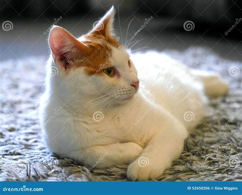 Ginger and white cat stock photo. Image of gray, grey - 52650206