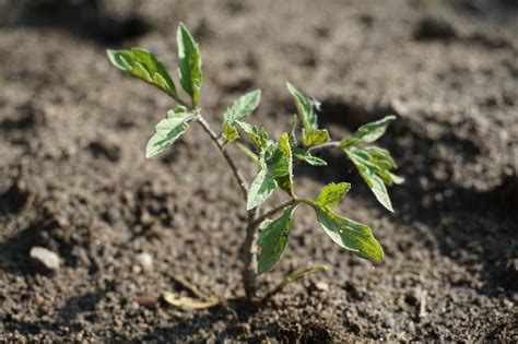 Download free photo of Seedling tomato, plant, garden, nature, tomatoes ...