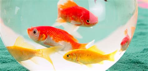 What Size Tank Do Goldfish Need? | My Pet Needs That