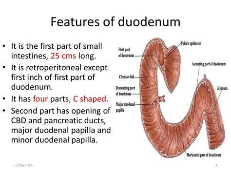 Gross anatomy & histology of ileum, jejunum