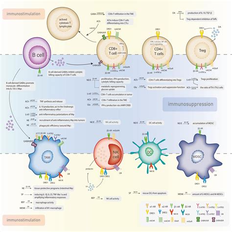 Frontiers | Neurotransmitters: promising immune modulators in the tumor microenvironment