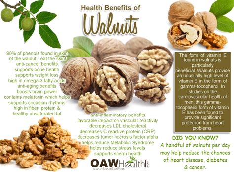 Walnuts and Brain Power