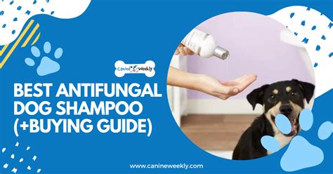 6 Best Antifungal Dog Shampoo (+Buying Guide) - CanineWeekly.com