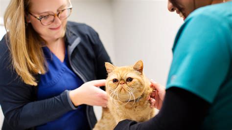 VCA Advanced Veterinary Care Center | Veterinarian Resources | VCA