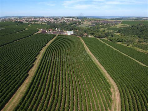 Aerial Drone View of a Green Coffee Field Stock Photo - Image of farm, cultivation: 249917410