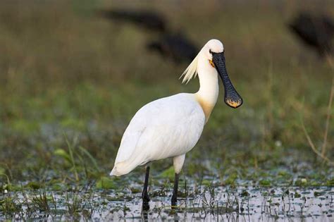 Spoonbill | Bird Identification Guide | Bird Spot