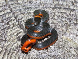 Ringneck Snake Facts, Habitat, Diet, Life Cycle, Baby, Pictures