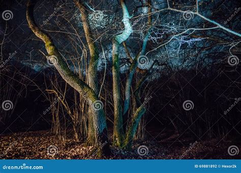 The Hoia-Baciu Forest stock photo. Image of forest, gorgeous - 69881892