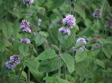 Mentha arvensis (Wild Mint) - World of Flowering Plants | Mint seeds ...