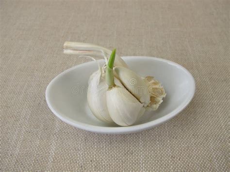 Sprouting garlic clove stock photo. Image of produce - 19324938