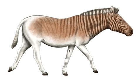 EBL: Quagga: Did they go extinct or are they still with us?