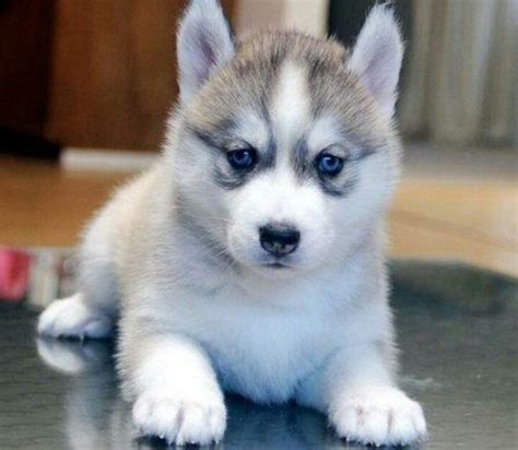 Siberian Husky | Husky puppy, Siberian husky dog, Siberian husky puppy