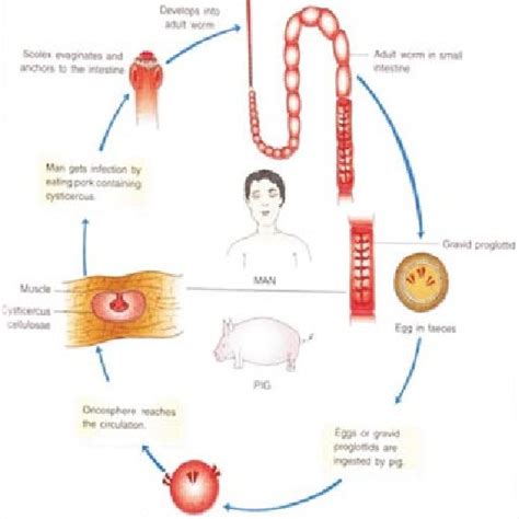 Life cycle of Taenia solium. | Download Scientific Diagram