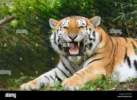 Tiger roar hi-res stock photography and images - Alamy