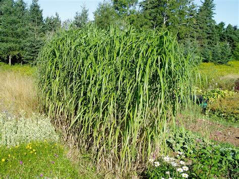 Lovegrass Farm: Miscanthus Giganteus Ornamental Grass at Lovegrass Farm ...