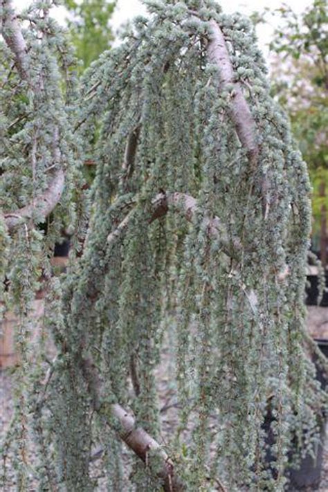 Cedrus atlantica 'Glauca Pendula' - Devil Mountain Wholesale Nursery