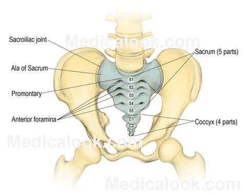 Vertebrates - human anatomy organs