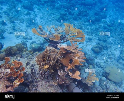 Corals are marine invertebrates within the class Anthozoa of the phylum ...