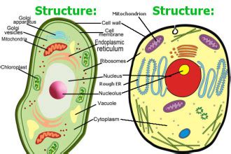 5 plant and animal cells picture for kids in Cell - Biological Science Picture Directory ...