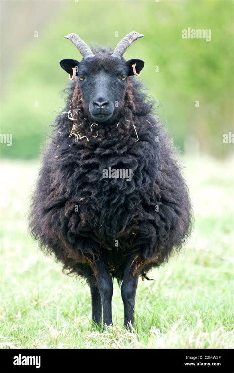 Hebridean sheep Stock Photo - Alamy