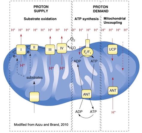 Sperm mitochondrial uncoupling - Lishko Lab at Washington University in ...