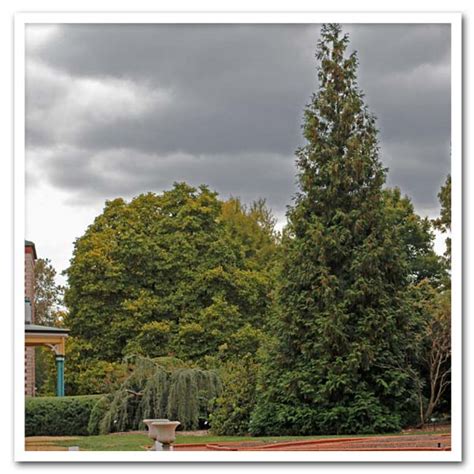 47+ Green Giant Arborvitae Landscaping Ideas Pics – Garden Design