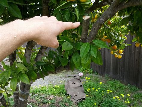 Gardening: Orange tree pruning