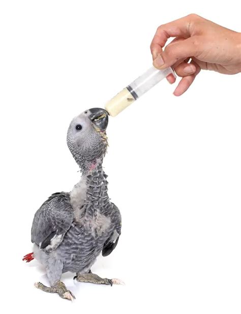 Bird Antibiotics: A Comprehensive Guide to Avian Health | VIParrot