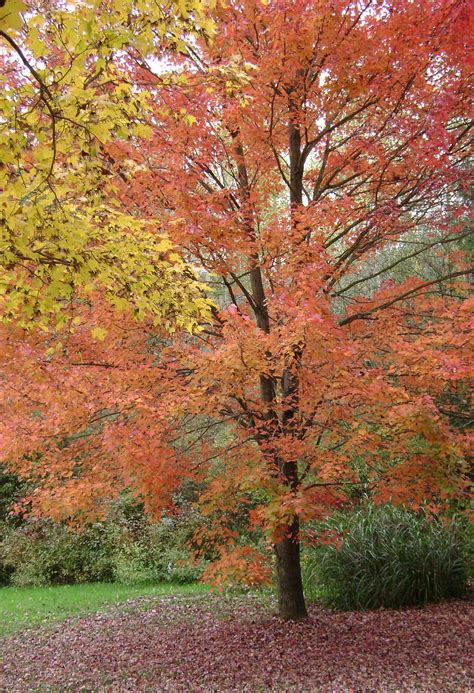 Meadowbrook Cabin: Fall Foliage in Pennsylvania