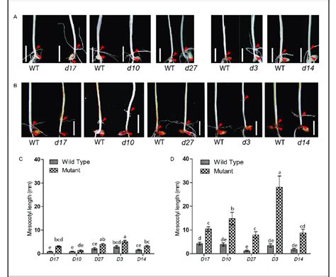 Comparison of the mesocotyl elongation following surface-sown or deep ...