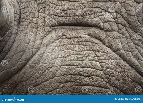 Rhino skin texture. stock photo. Image of conservation - 25363422