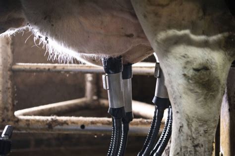 Optimising the mechanical milking process - Dairy Global