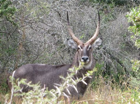 Trophy Waterbuck Hunting In South Africa - Big Game Hunting Adventures